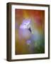 Abstract of Gilia Wildflowers, California, USA-Ellen Anon-Framed Photographic Print