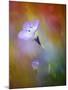 Abstract of Gilia Wildflowers, California, USA-Ellen Anon-Mounted Photographic Print