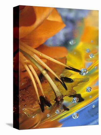 Abstract of Lily Stamens in Reflection-Nancy Rotenberg-Stretched Canvas