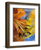 Abstract of Lily Stamens in Reflection-Nancy Rotenberg-Framed Photographic Print