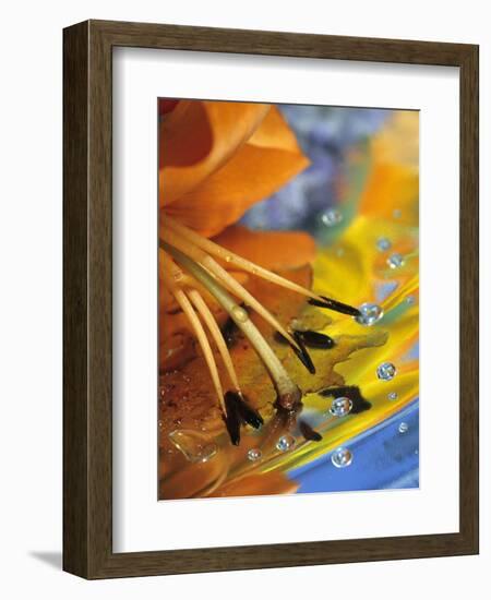 Abstract of Lily Stamens in Reflection-Nancy Rotenberg-Framed Photographic Print