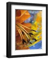 Abstract of Lily Stamens in Reflection-Nancy Rotenberg-Framed Photographic Print