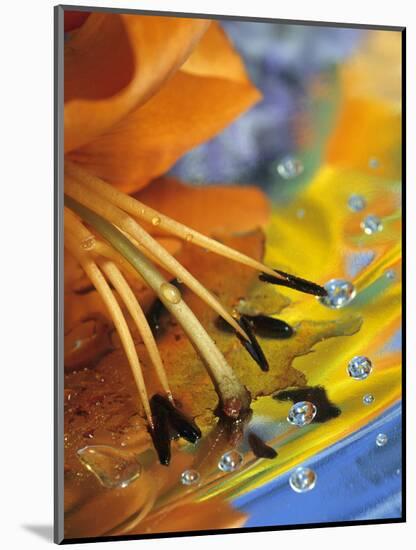 Abstract of Lily Stamens in Reflection-Nancy Rotenberg-Mounted Photographic Print