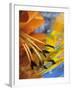 Abstract of Lily Stamens in Reflection-Nancy Rotenberg-Framed Photographic Print