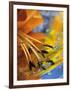 Abstract of Lily Stamens in Reflection-Nancy Rotenberg-Framed Photographic Print