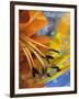 Abstract of Lily Stamens in Reflection-Nancy Rotenberg-Framed Photographic Print