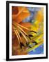 Abstract of Lily Stamens in Reflection-Nancy Rotenberg-Framed Photographic Print