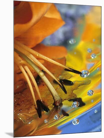Abstract of Lily Stamens in Reflection-Nancy Rotenberg-Mounted Photographic Print