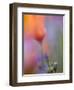 Abstract of Poppies and Gilia Wildflowers, California, USA-Ellen Anon-Framed Photographic Print