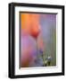 Abstract of Poppies and Gilia Wildflowers, California, USA-Ellen Anon-Framed Photographic Print
