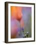 Abstract of Poppies and Gilia Wildflowers, California, USA-Ellen Anon-Framed Photographic Print