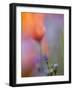 Abstract of Poppies and Gilia Wildflowers, California, USA-Ellen Anon-Framed Photographic Print