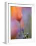 Abstract of Poppies and Gilia Wildflowers, California, USA-Ellen Anon-Framed Photographic Print