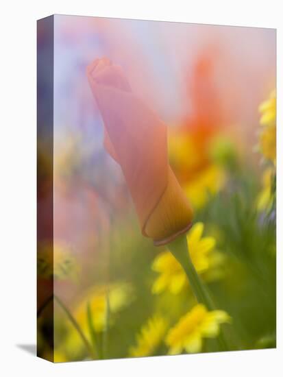 Abstract of Poppies and Wildflowers, Antelope Valley, California, USA-Ellen Anon-Stretched Canvas