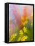 Abstract of Poppies and Wildflowers, Antelope Valley, California, USA-Ellen Anon-Framed Stretched Canvas