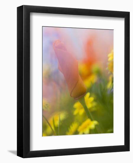 Abstract of Poppies and Wildflowers, Antelope Valley, California, USA-Ellen Anon-Framed Photographic Print