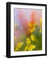 Abstract of Poppies and Wildflowers, Antelope Valley, California, USA-Ellen Anon-Framed Photographic Print