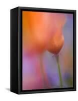 Abstract of Poppies and Wildflowers, Antelope Valley, California, USA-Ellen Anon-Framed Stretched Canvas