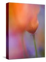 Abstract of Poppies and Wildflowers, Antelope Valley, California, USA-Ellen Anon-Stretched Canvas