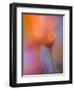 Abstract of Poppies and Wildflowers, Antelope Valley, California, USA-Ellen Anon-Framed Photographic Print