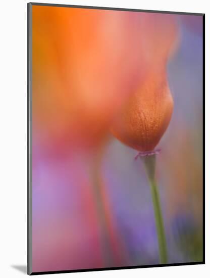 Abstract of Poppies and Wildflowers, Antelope Valley, California, USA-Ellen Anon-Mounted Photographic Print