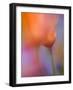 Abstract of Poppies and Wildflowers, Antelope Valley, California, USA-Ellen Anon-Framed Photographic Print