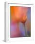 Abstract of Poppies and Wildflowers, Antelope Valley, California, USA-Ellen Anon-Framed Photographic Print