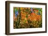 Abstract of red and orange Japanese maple tree. VanDusen Botanical Garden, Vancouver, Canada.-William Perry-Framed Photographic Print