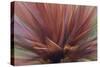Abstract of Red Flax Plant, Portland, Oregon, USA-Jaynes Gallery-Stretched Canvas