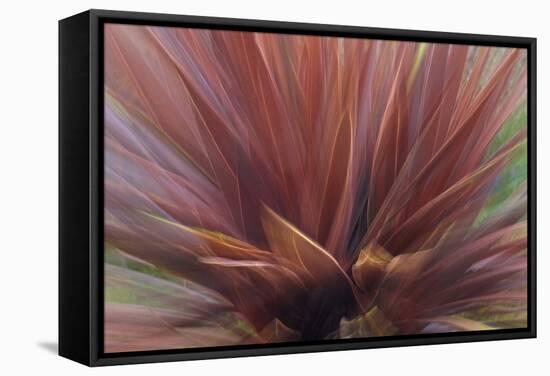 Abstract of Red Flax Plant, Portland, Oregon, USA-Jaynes Gallery-Framed Stretched Canvas