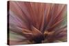 Abstract of Red Flax Plant, Portland, Oregon, USA-Jaynes Gallery-Stretched Canvas