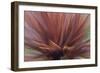 Abstract of Red Flax Plant, Portland, Oregon, USA-Jaynes Gallery-Framed Photographic Print