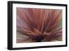 Abstract of Red Flax Plant, Portland, Oregon, USA-Jaynes Gallery-Framed Photographic Print