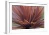 Abstract of Red Flax Plant, Portland, Oregon, USA-Jaynes Gallery-Framed Photographic Print