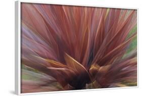 Abstract of Red Flax Plant, Portland, Oregon, USA-Jaynes Gallery-Framed Photographic Print