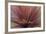 Abstract of Red Flax Plant, Portland, Oregon, USA-Jaynes Gallery-Framed Photographic Print