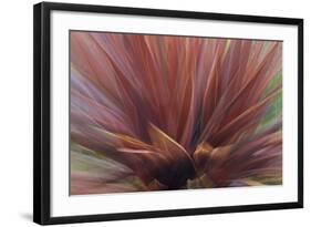 Abstract of Red Flax Plant, Portland, Oregon, USA-Jaynes Gallery-Framed Photographic Print