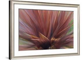 Abstract of Red Flax Plant, Portland, Oregon, USA-Jaynes Gallery-Framed Photographic Print