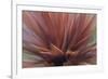 Abstract of Red Flax Plant, Portland, Oregon, USA-Jaynes Gallery-Framed Photographic Print