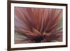 Abstract of Red Flax Plant, Portland, Oregon, USA-Jaynes Gallery-Framed Photographic Print