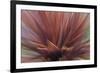 Abstract of Red Flax Plant, Portland, Oregon, USA-Jaynes Gallery-Framed Photographic Print