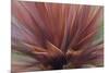 Abstract of Red Flax Plant, Portland, Oregon, USA-Jaynes Gallery-Mounted Photographic Print