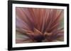 Abstract of Red Flax Plant, Portland, Oregon, USA-Jaynes Gallery-Framed Photographic Print