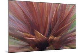 Abstract of Red Flax Plant, Portland, Oregon, USA-Jaynes Gallery-Mounted Photographic Print