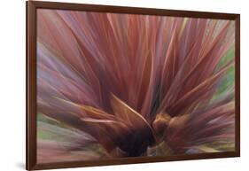 Abstract of Red Flax Plant, Portland, Oregon, USA-Jaynes Gallery-Framed Photographic Print