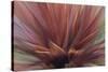 Abstract of Red Flax Plant, Portland, Oregon, USA-Jaynes Gallery-Stretched Canvas