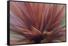 Abstract of Red Flax Plant, Portland, Oregon, USA-Jaynes Gallery-Framed Stretched Canvas