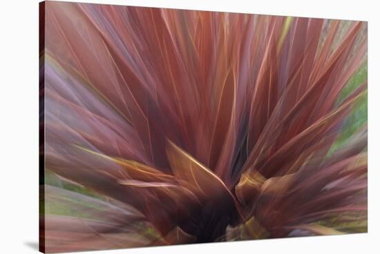 Abstract of Red Flax Plant, Portland, Oregon, USA-Jaynes Gallery-Stretched Canvas