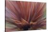 Abstract of Red Flax Plant, Portland, Oregon, USA-Jaynes Gallery-Stretched Canvas