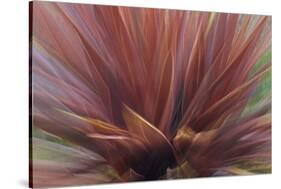 Abstract of Red Flax Plant, Portland, Oregon, USA-Jaynes Gallery-Stretched Canvas